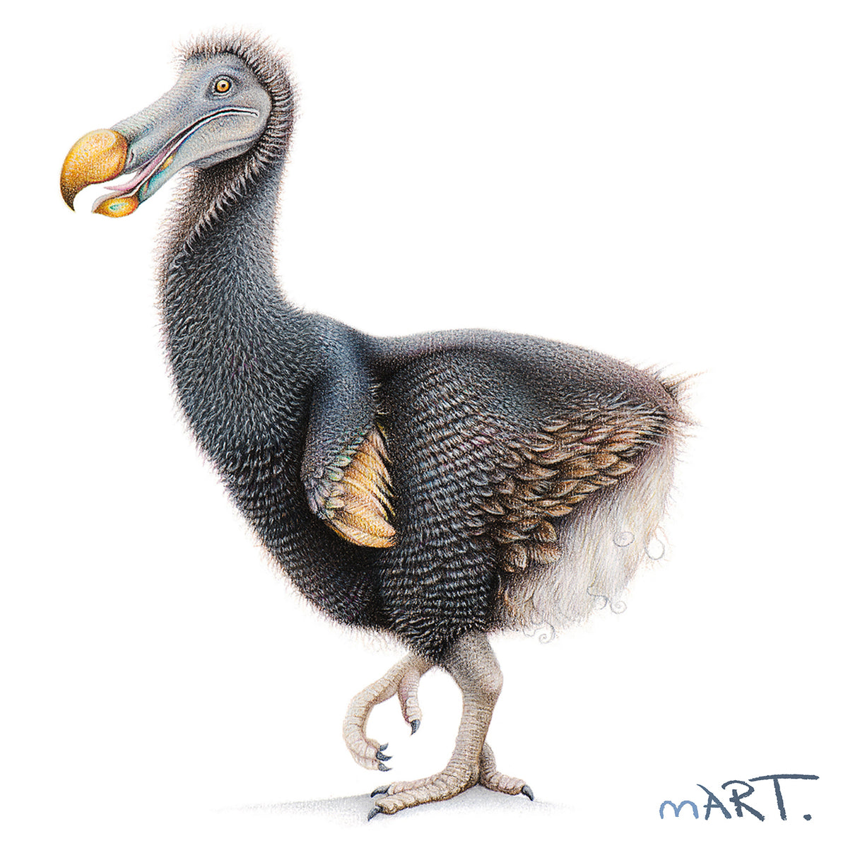 Decoding the Dodo – Martin Aveling