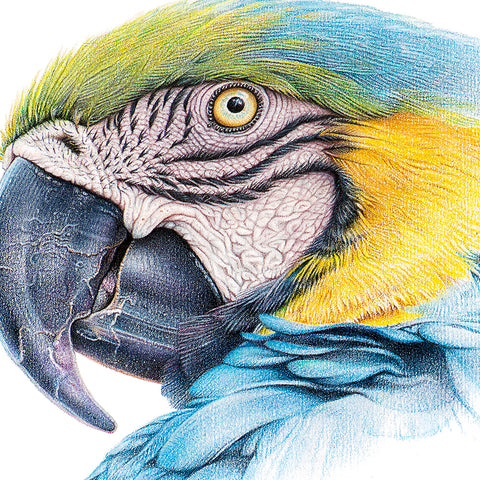 Close-up (cropped square) of blue & yellow macaw drawing by wildlife artist, Martin Aveling