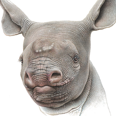Close-up (cropped square) of a rhino calf drawing by wildlife artist, Martin Aveling