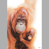 LIMITED PRINT - Orangutans
