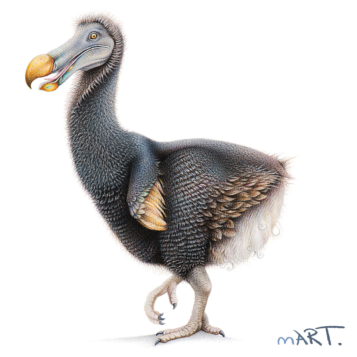 Dodo Color Dodo Bird Dodo Bird | Dinosaurs Pictures And Facts