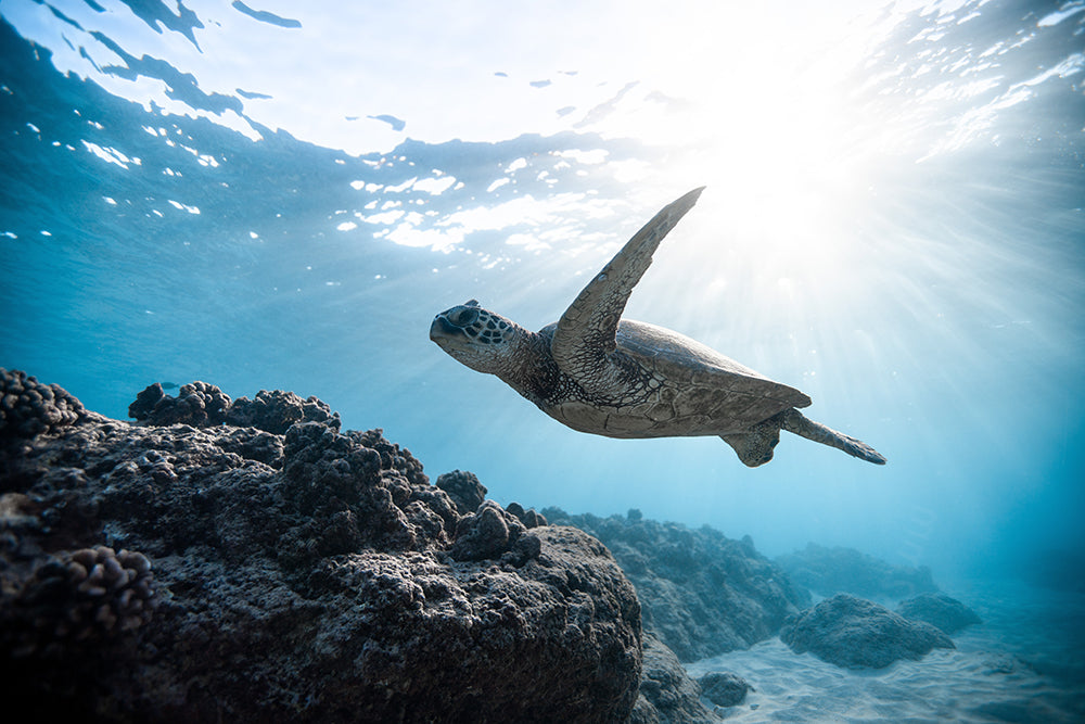 What You Can Do To Help Sea Turtles