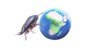 Drawing of a dung beetle pushing the earth by artist, Martin Aveling. Wildlife artivism.