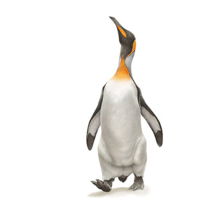 Drawing of a king penguin by wildlife artist Martin Aveling (mART)