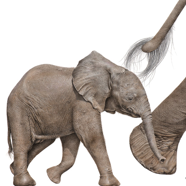 Large Elephant Stock Illustrations – 12,421 Large Elephant Stock