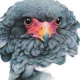 Close-up (cropped square) of a bateleur eagle drawing by wildlife artist, Martin Aveling