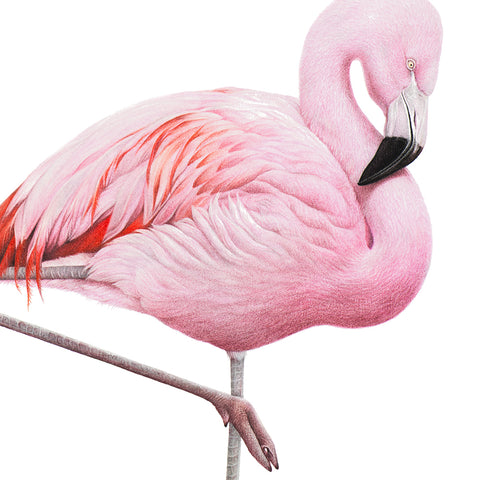 Close-up (cropped square) of a flamingo drawing by wildlife artist, Martin Aveling
