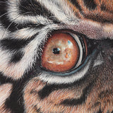 Close-up (cropped square) of a tiger drawing by wildlife artist, Martin Aveling. There is another tiger reflected in its eye.