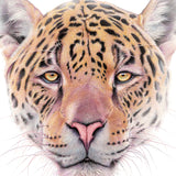 Close-up (cropped square) of a jaguar drawing by wildlife artist, Martin Aveling