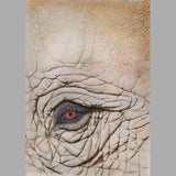 Image showing the full dimensions of the print and artwork composition. Signed bottom right