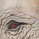 Close-up (cropped square) of an African elephant  drawing by wildlife artist, Martin Aveling