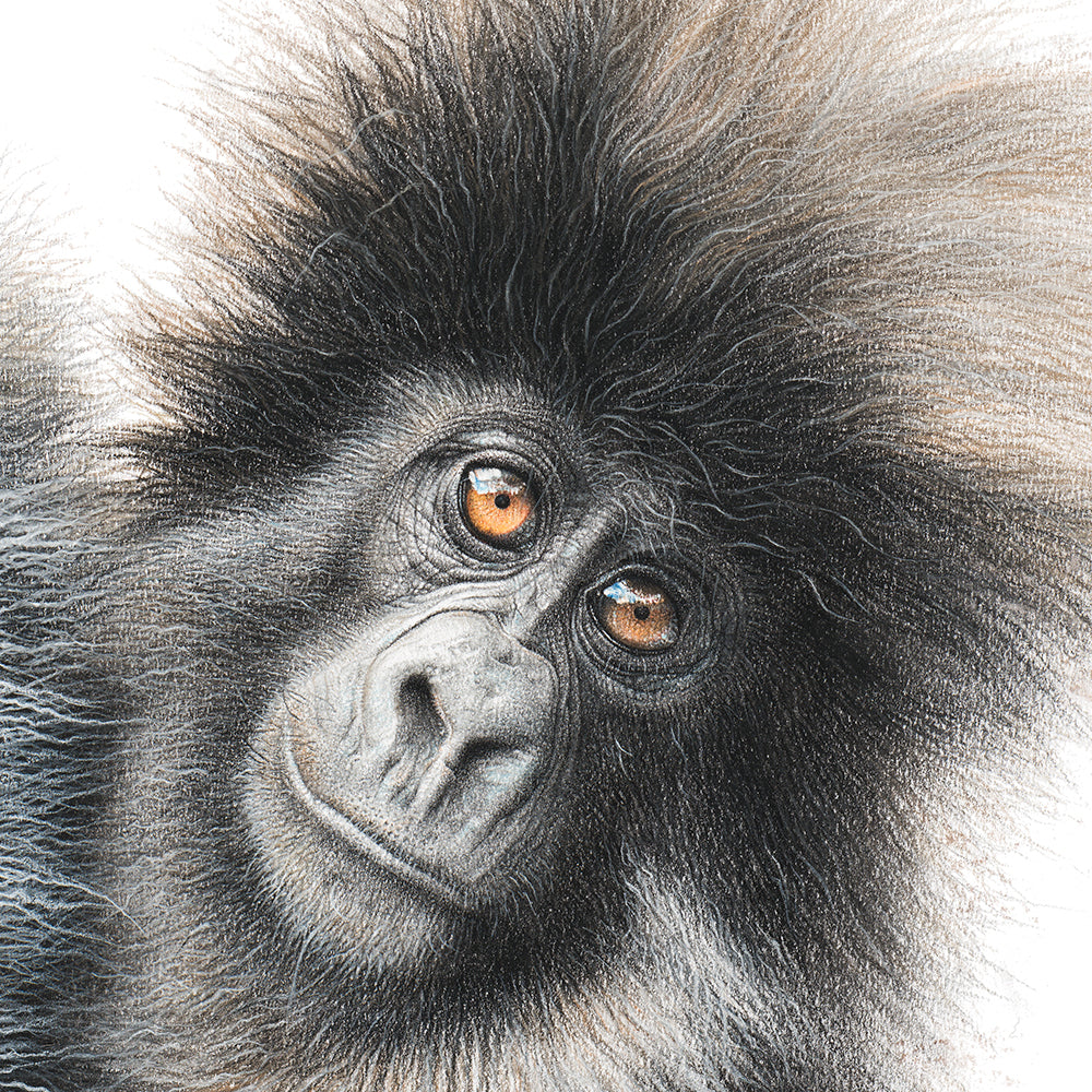 LIMITED PRINT - Mountain Gorilla 1 – Martin Aveling