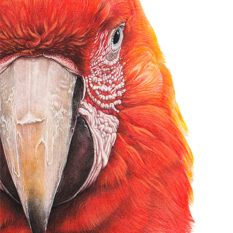Close-up (cropped square) of a red & green macaw drawing by wildlife artist, Martin Aveling