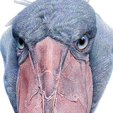 Close-up (cropped square) of a shoebill stork drawing by wildlife artist, Martin Aveling
