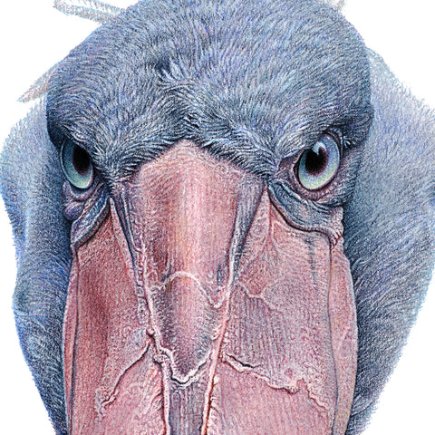 Close-up (cropped square) of a shoebill stork drawing by wildlife artist, Martin Aveling