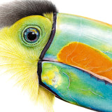 Close-up (cropped square) of a toucan drawing by wildlife artist, Martin Aveling. Another toucan is reflected in the eye